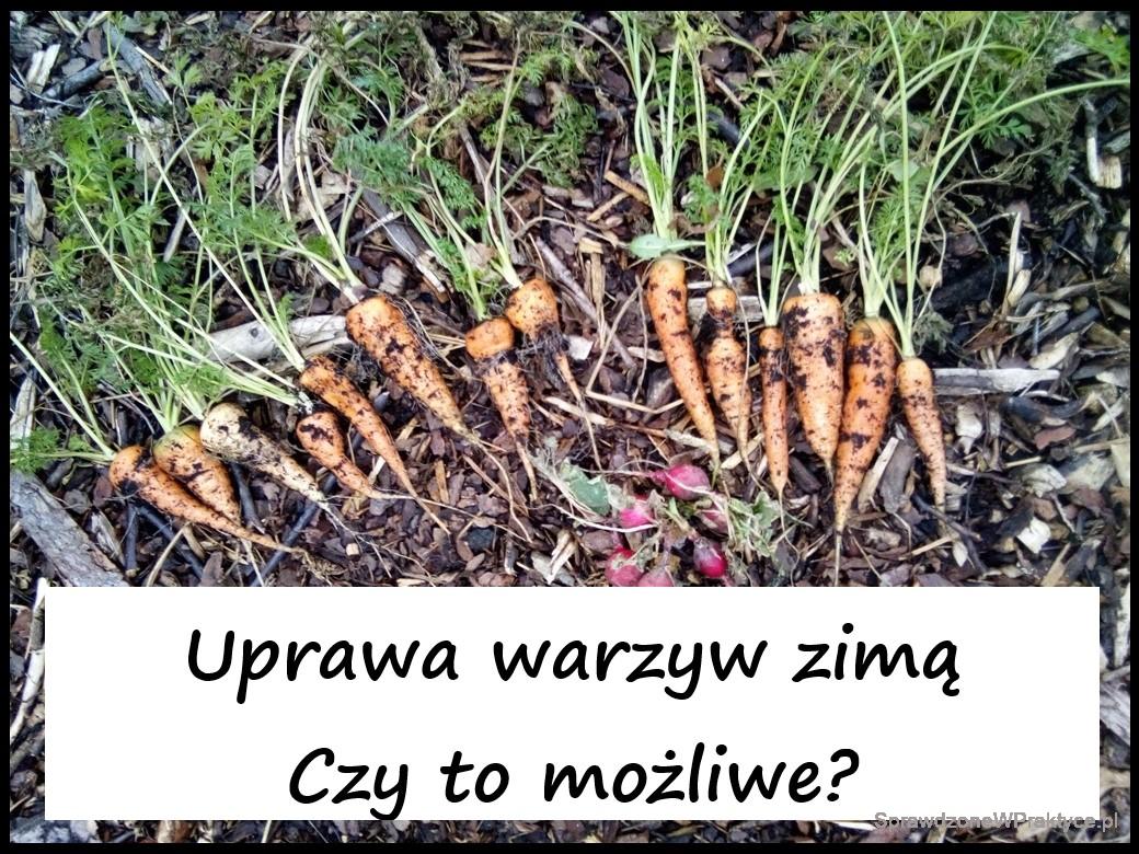 Uprawa warzyw zimą